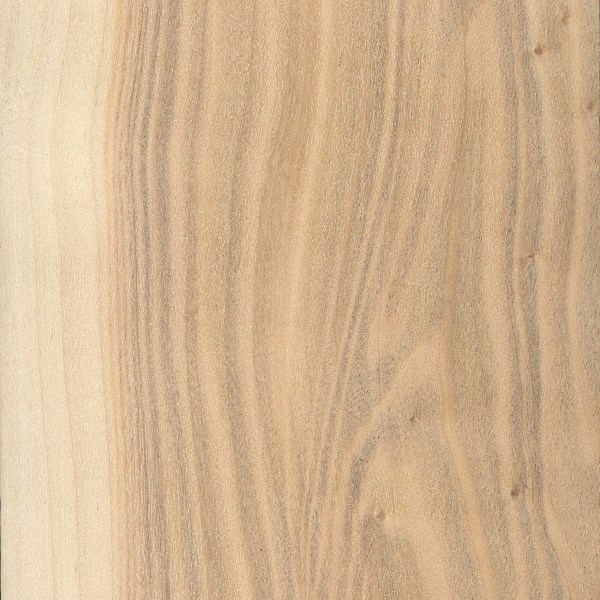 Poplar